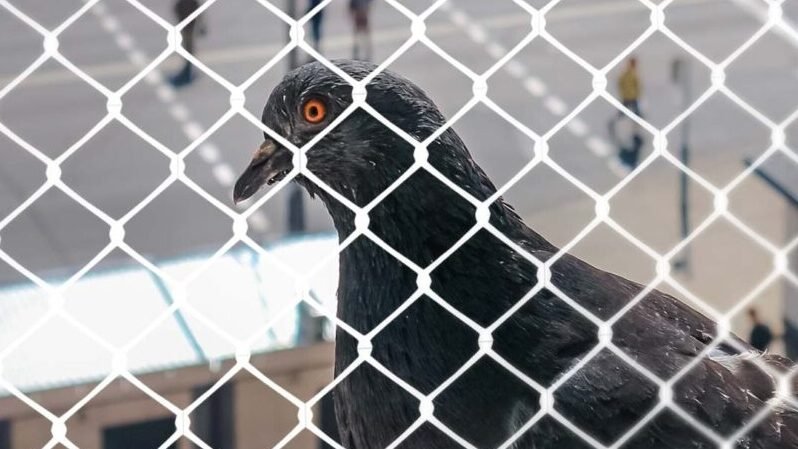 redes de proteção para pombos