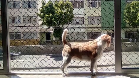 Redes de proteção para Cães Grajaú